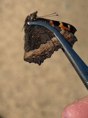 Milbert's Tortoiseshell