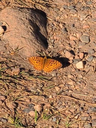 iNaturalist observation photo of Greater Fritillaries