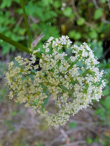 Ligusticum canbyi observed 2026-08-20