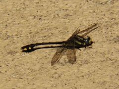 Gomphurus ozarkensis