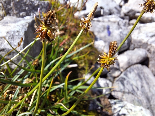 Carex nigricans observed 2026-08-20