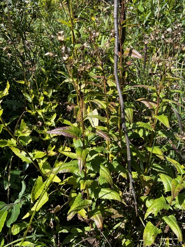 Senecio triangularis, photograph 4