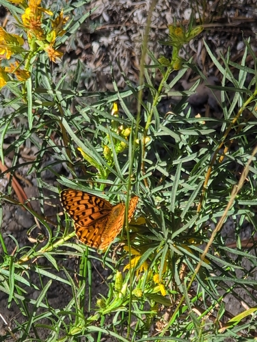 iNaturalist observation photo of Greater Fritillaries