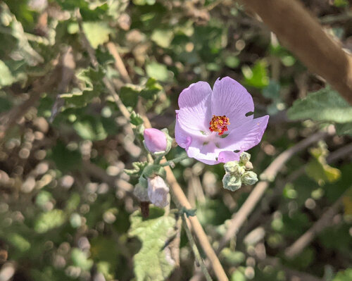 iNaturalist observation photo of southern coastal bushmallow