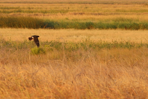 Northern Harrier