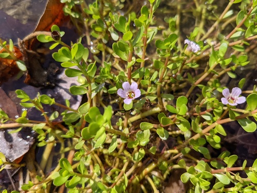 iNaturalist observation photo of Herb-of-Grace