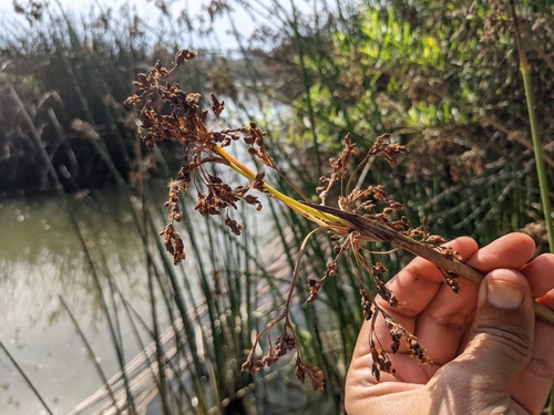 iNaturalist observation photo of California bulrush