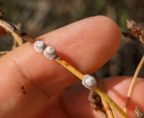 iNaturalist observation photo of Fig Wax Scale