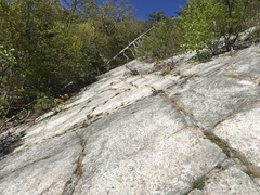 Paronychia argyrocoma