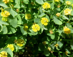 Euphorbia schizoloba