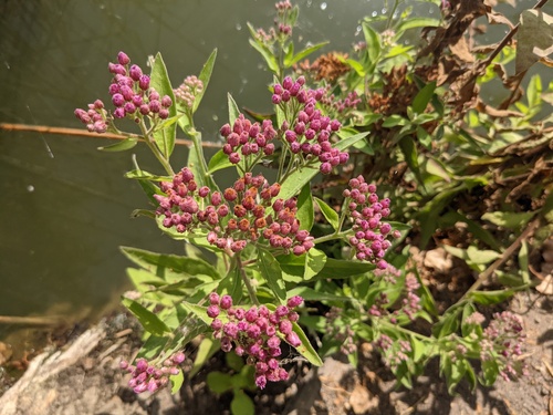 iNaturalist observation photo of marsh fleabane