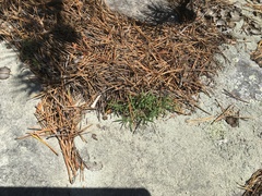 Paronychia argyrocoma