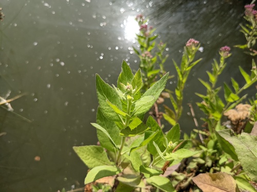 iNaturalist observation photo of marsh fleabane