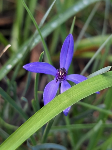 Blue Fairy Orchid