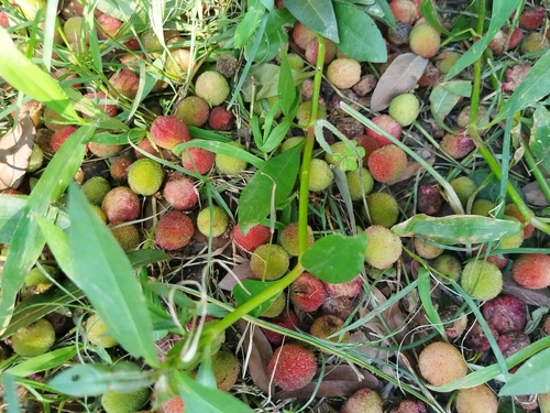Chinese Bayberry