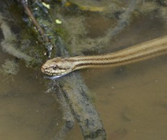 Nerodia clarkii clarkii
