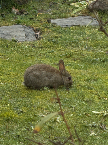 European Rabbit