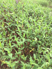 Rumex crispus crispus