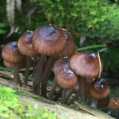 Mycena mulawaestris