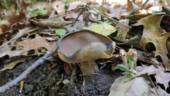 Helvella acetabulum