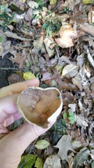 Helvella acetabulum