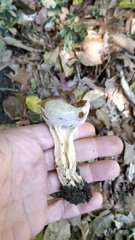 Helvella acetabulum