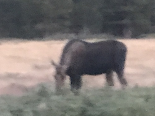 Moose
