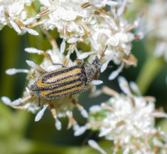 Astylus pallipes