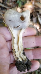 Helvella acetabulum
