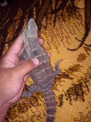 Ctenosaura macrolopha