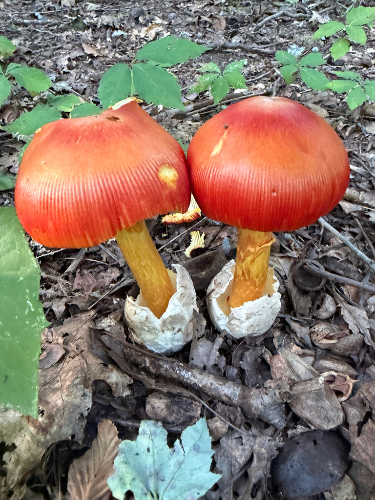 Jackson's slender Caesar · August 2026 · photo: Photo: (c) Julia Szilvas, some rights reserved (CC BY) · iNaturalist