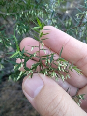 Styphelia setigera