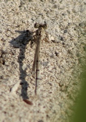 Argia nahuana