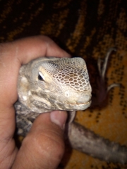 Ctenosaura macrolopha