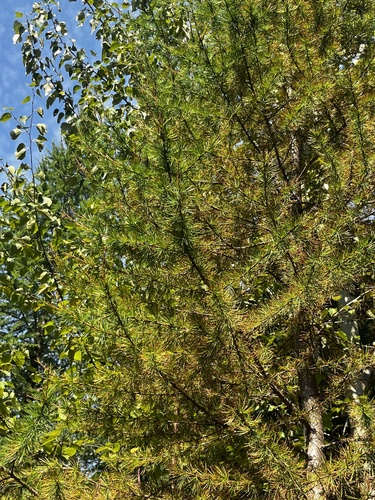 Larix occidentalis, photograph 6