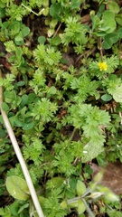 Alchemilla arvensis