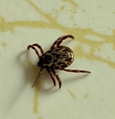 Dermacentor variabilis