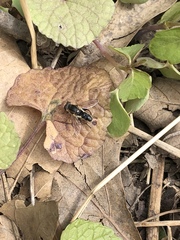 Anasimyia bilinearis