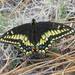 Papilio bairdii - Photo 由 David Fritz 所上傳的 (c) David Fritz，保留部份權利CC BY-NC