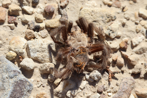 Texas brown tarantula