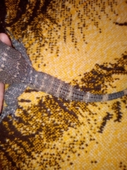 Ctenosaura macrolopha