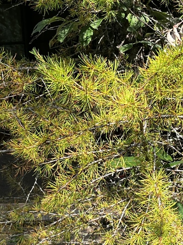 Larix occidentalis, photograph 5