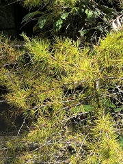 Larix occidentalis, photograph author not stated, no rights reserved