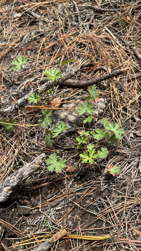 iNaturalist observation photo of Carolina crane's-bill