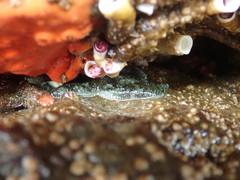 Evasterias troschelii