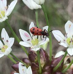 Pelonides quadrinotata