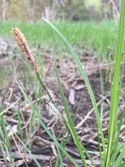 Carex emoryi