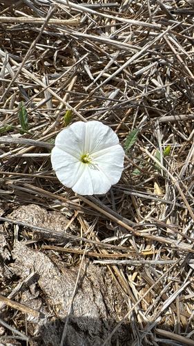 iNaturalist observation photo of Bindweed Tribe