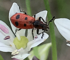 Pelonides quadrinotata