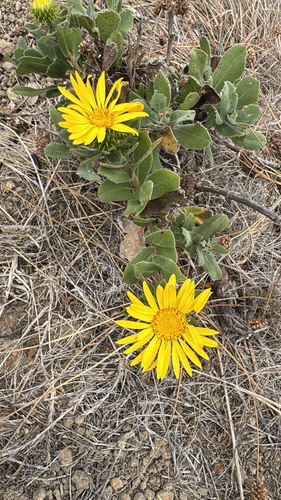 iNaturalist observation photo of gumplants